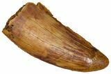 Bargain, Serrated Raptor Tooth - Real Dinosaur Tooth #376817-1